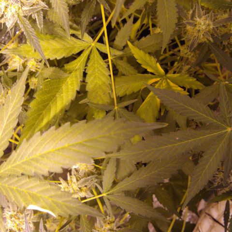 Gnomo growlog timeline photo