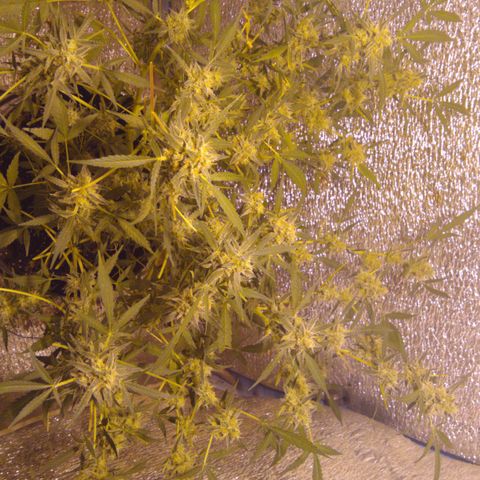 Gnomo growlog timeline photo