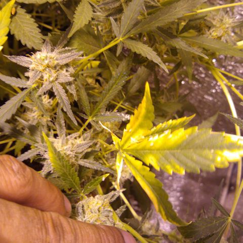 Gnomo growlog timeline photo