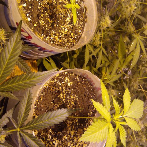 Gnomo growlog timeline photo
