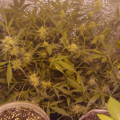 Gnomo growlog timeline photo