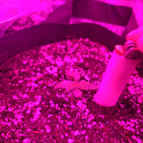 White widow growlog photo