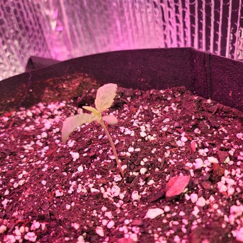 White widow growlog timeline photo