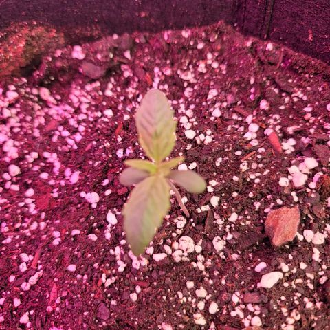 White widow growlog timeline photo