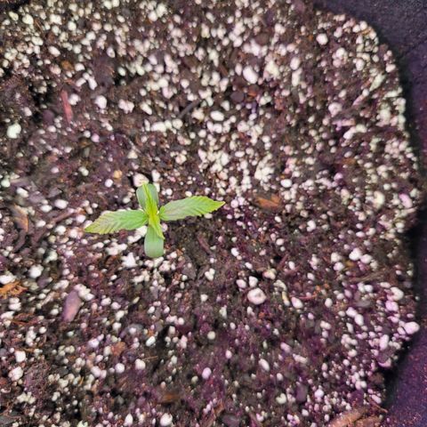 White widow growlog timeline photo