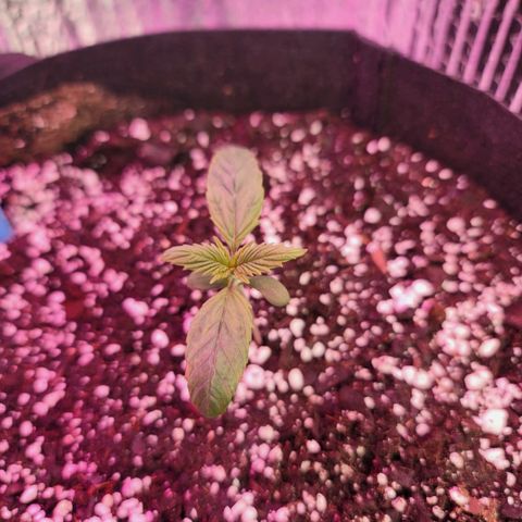 White widow growlog timeline photo