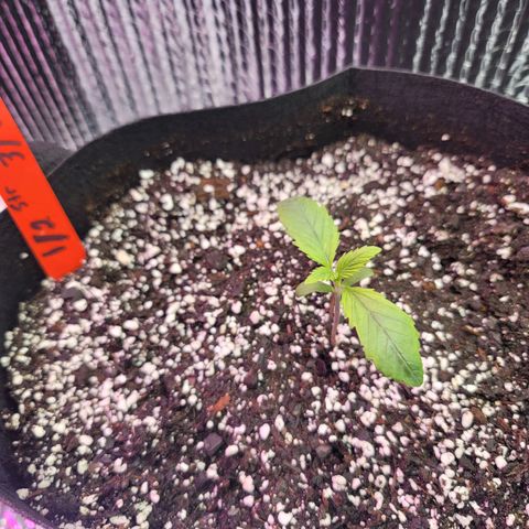 White widow growlog timeline photo