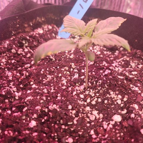 White widow growlog timeline photo
