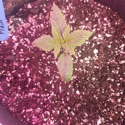 White widow growlog timeline photo