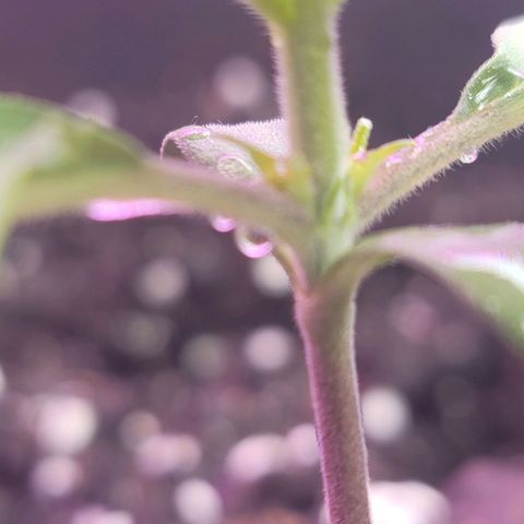 White widow growlog timeline photo