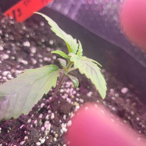 White widow growlog timeline photo