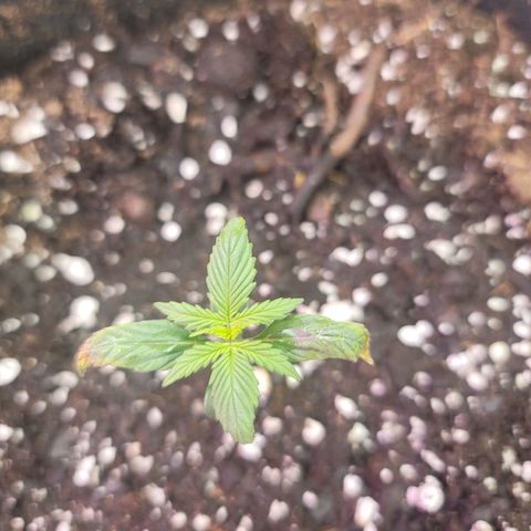 White widow growlog timeline photo