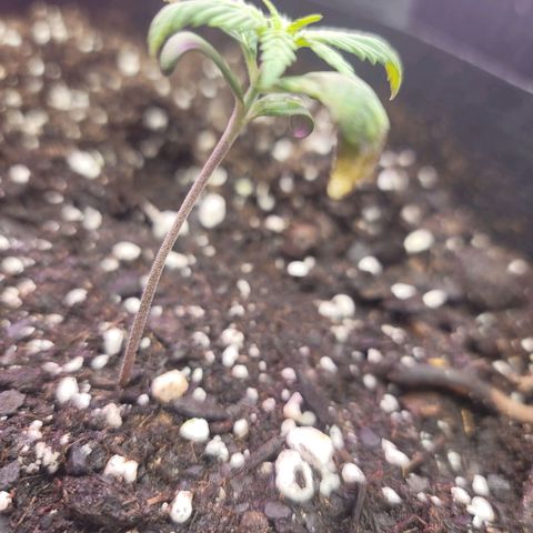 White widow growlog timeline photo