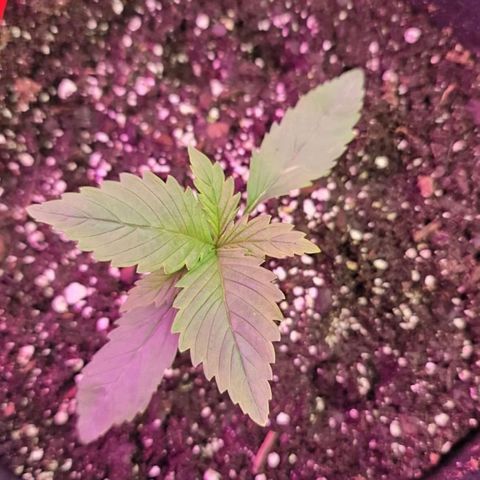 White widow growlog timeline photo