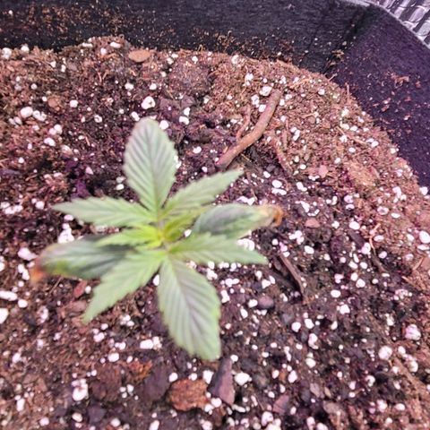 White widow growlog timeline photo