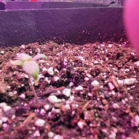 White widow growlog timeline photo