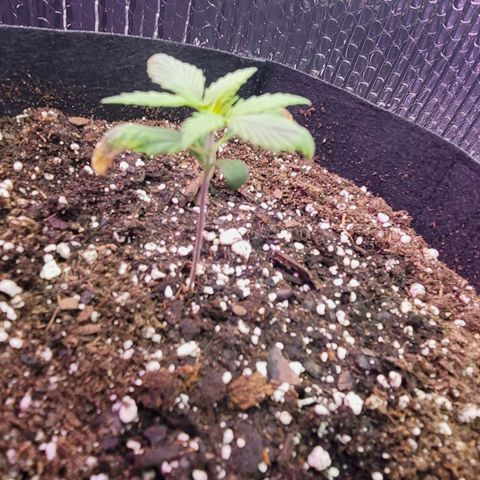 White widow growlog timeline photo