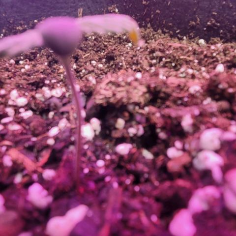 White widow growlog timeline photo