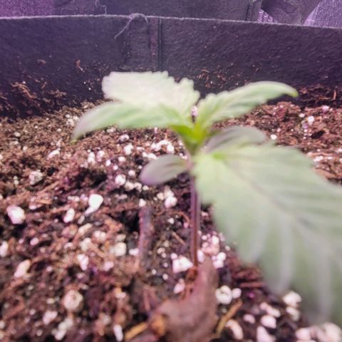 White widow growlog timeline photo