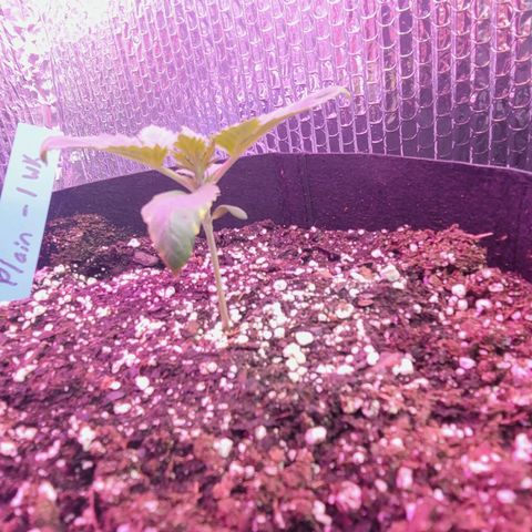White widow growlog timeline photo