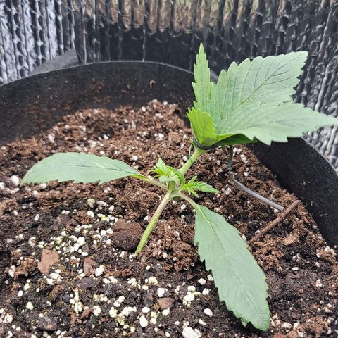 White widow growlog photo: Lst mutant