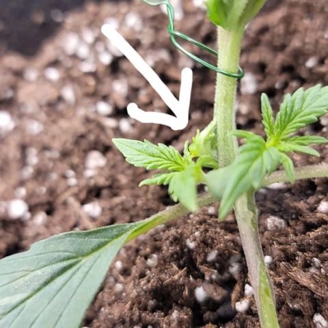White widow growlog photo: Lst mutant