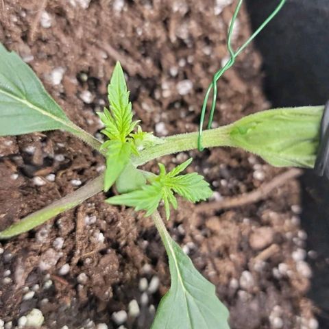 White widow growlog photo: Lst mutant