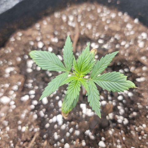White widow growlog timeline photo