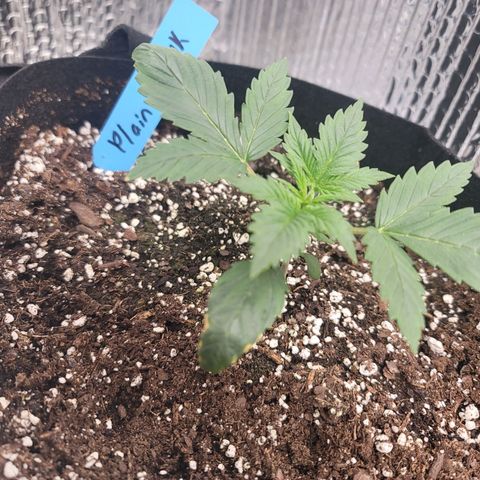White widow growlog timeline photo
