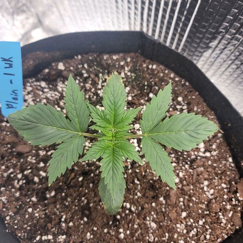 White widow growlog timeline photo