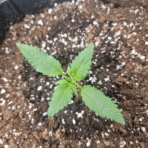 White widow growlog timeline photo