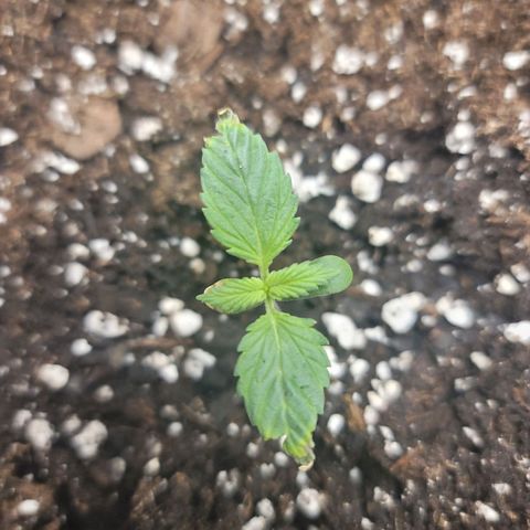 White widow growlog timeline photo