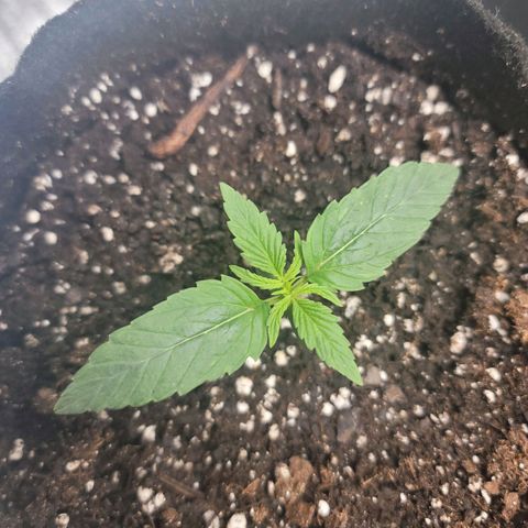 White widow growlog timeline photo