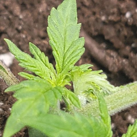 White widow growlog timeline photo