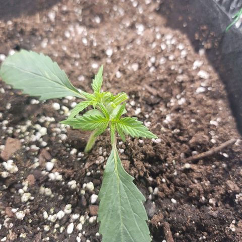 White widow growlog timeline photo