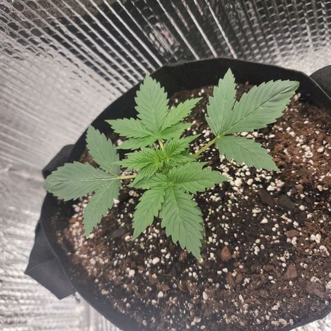 White widow growlog timeline photo