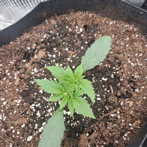 White widow growlog timeline photo