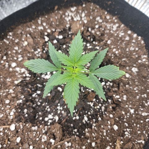 White widow growlog timeline photo