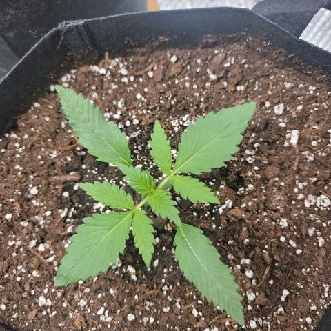 White widow growlog timeline photo