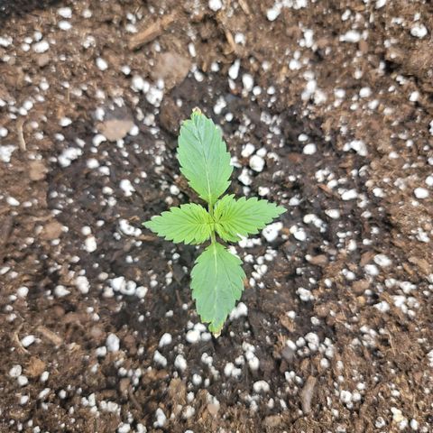 White widow growlog timeline photo