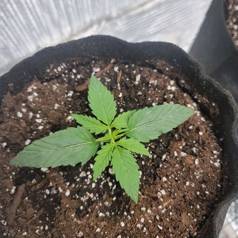 White widow growlog photo: Lemon auto seedsman
