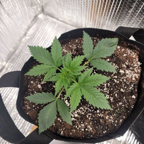 White widow growlog timeline photo
