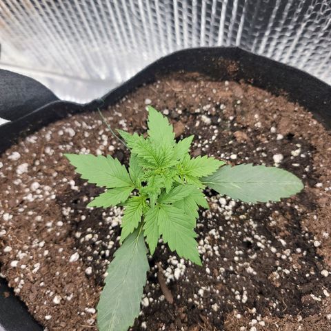 White widow growlog timeline photo