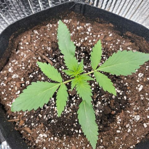 White widow growlog timeline photo