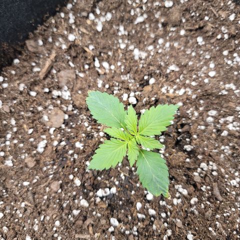 White widow growlog timeline photo
