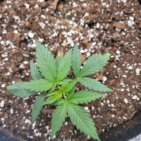 White widow growlog timeline photo
