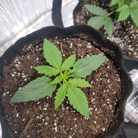 White widow growlog timeline photo