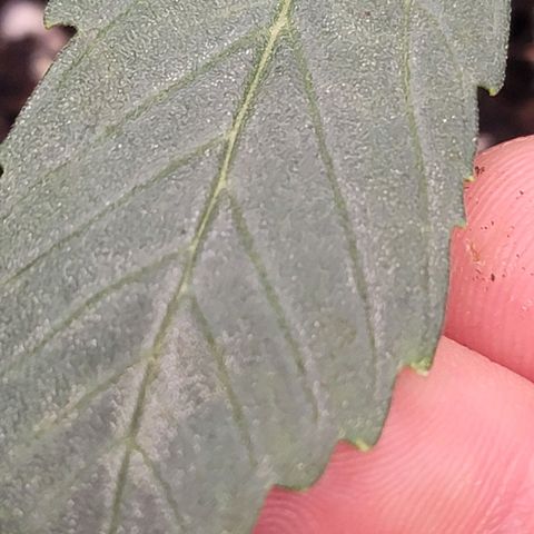 White widow growlog timeline photo