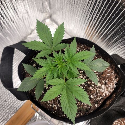 White widow growlog timeline photo