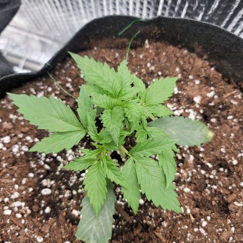 White widow growlog timeline photo